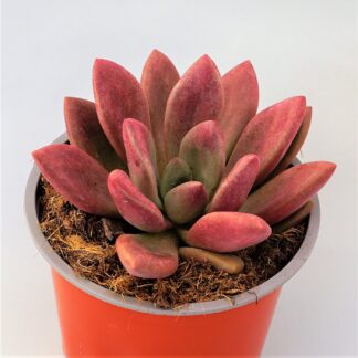graptoveria pink donna