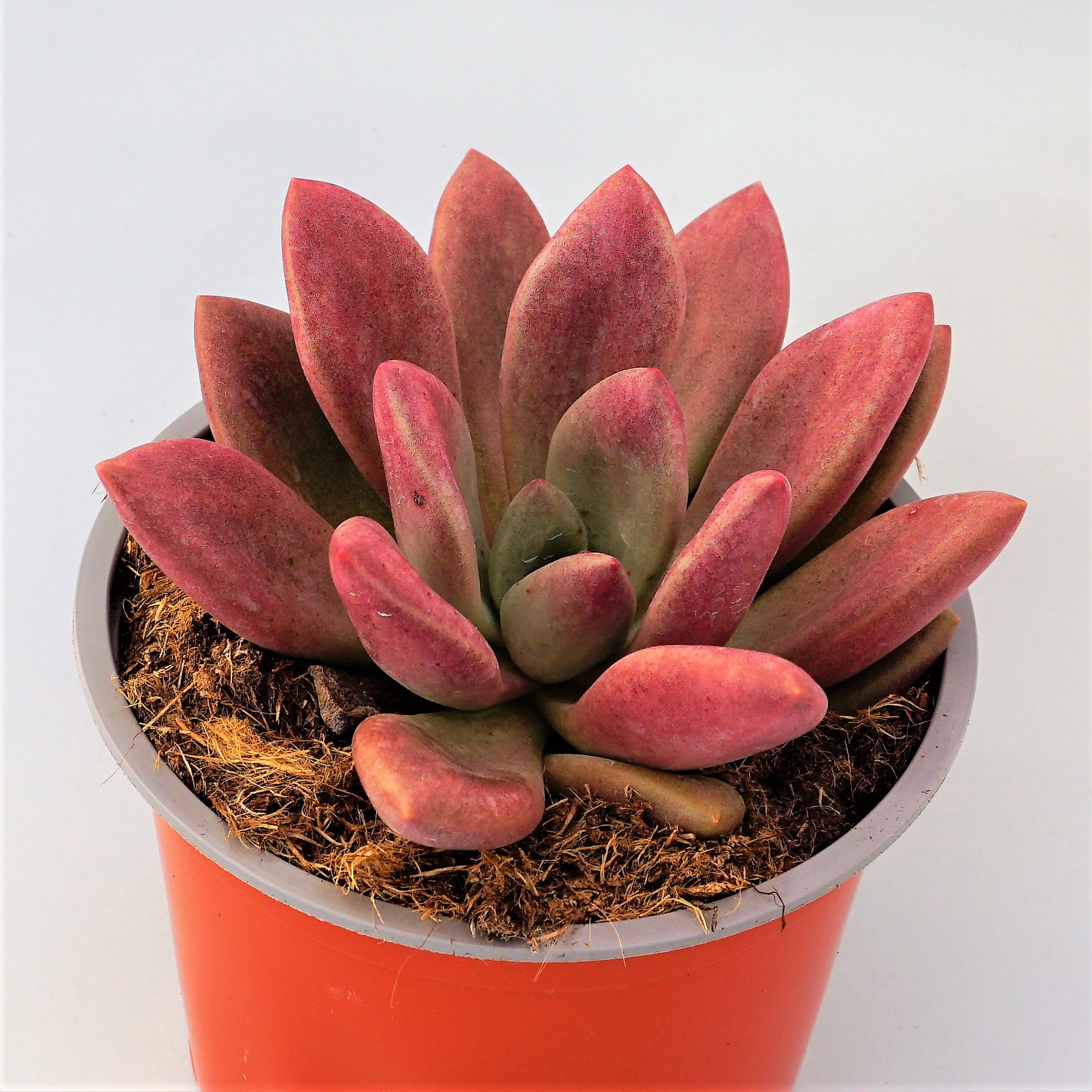 graptoveria pink donna