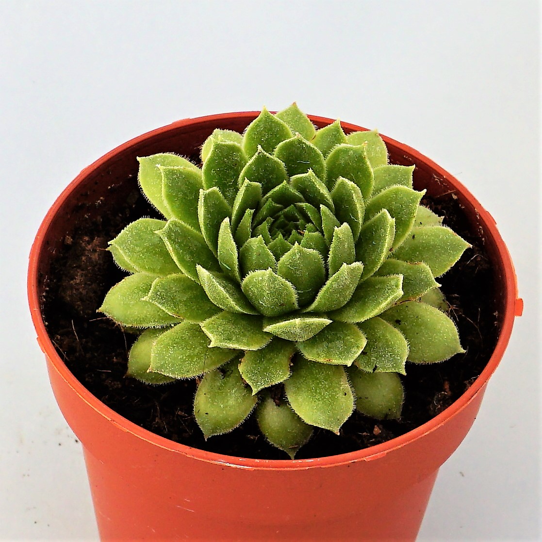 sempervivum giuseppii