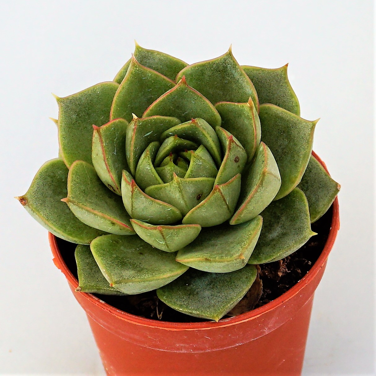echeveria fabiola