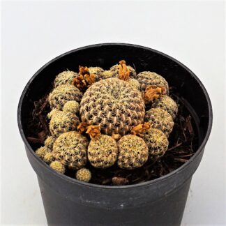 sulcorebutia langeri