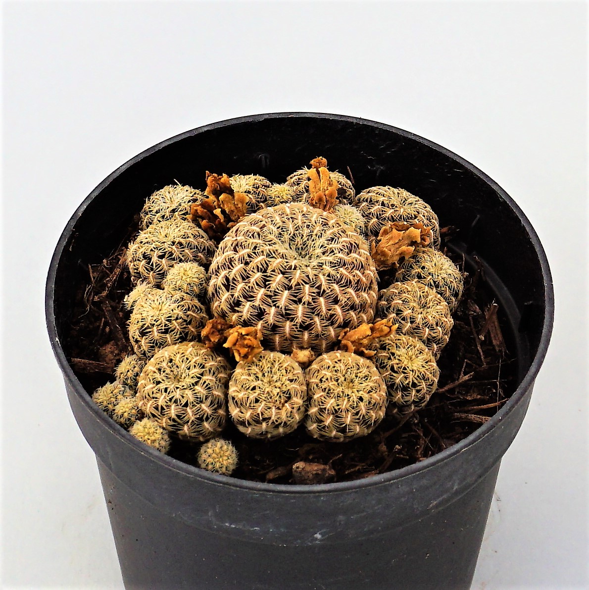 sulcorebutia langeri
