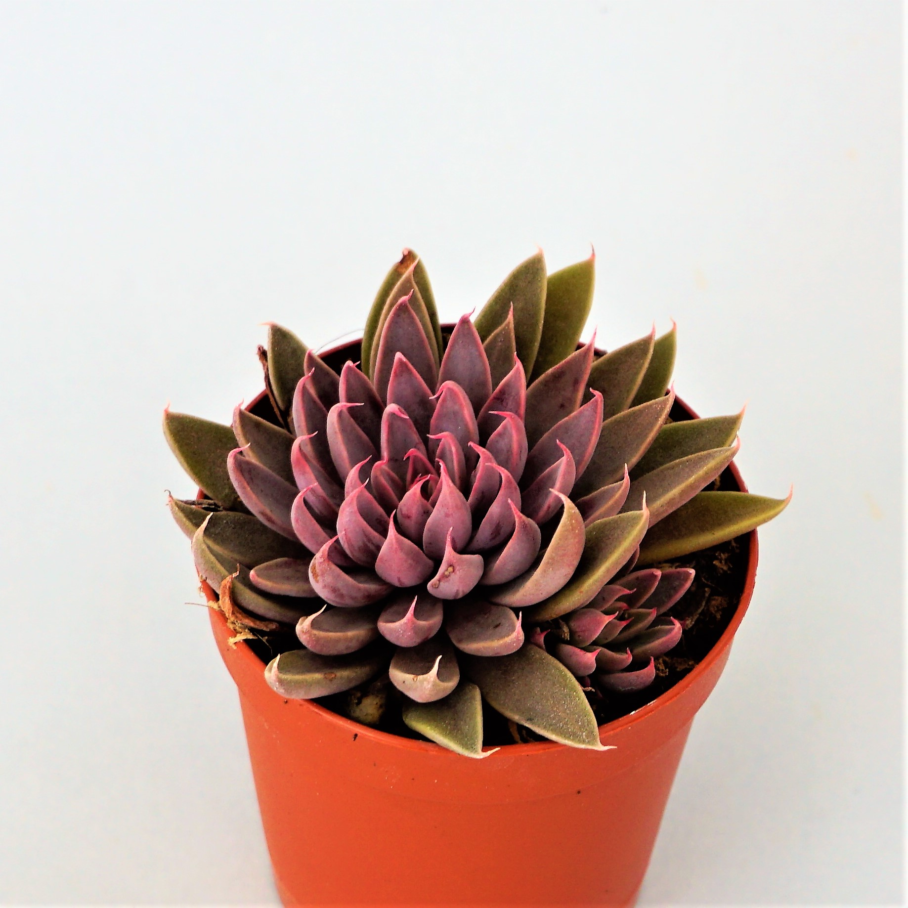 graptopetalum rusby