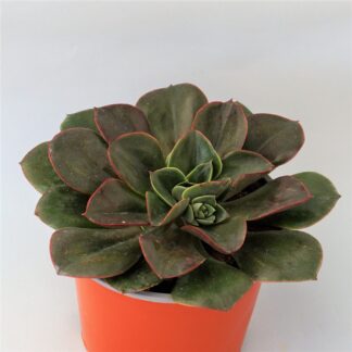 echeveria candy