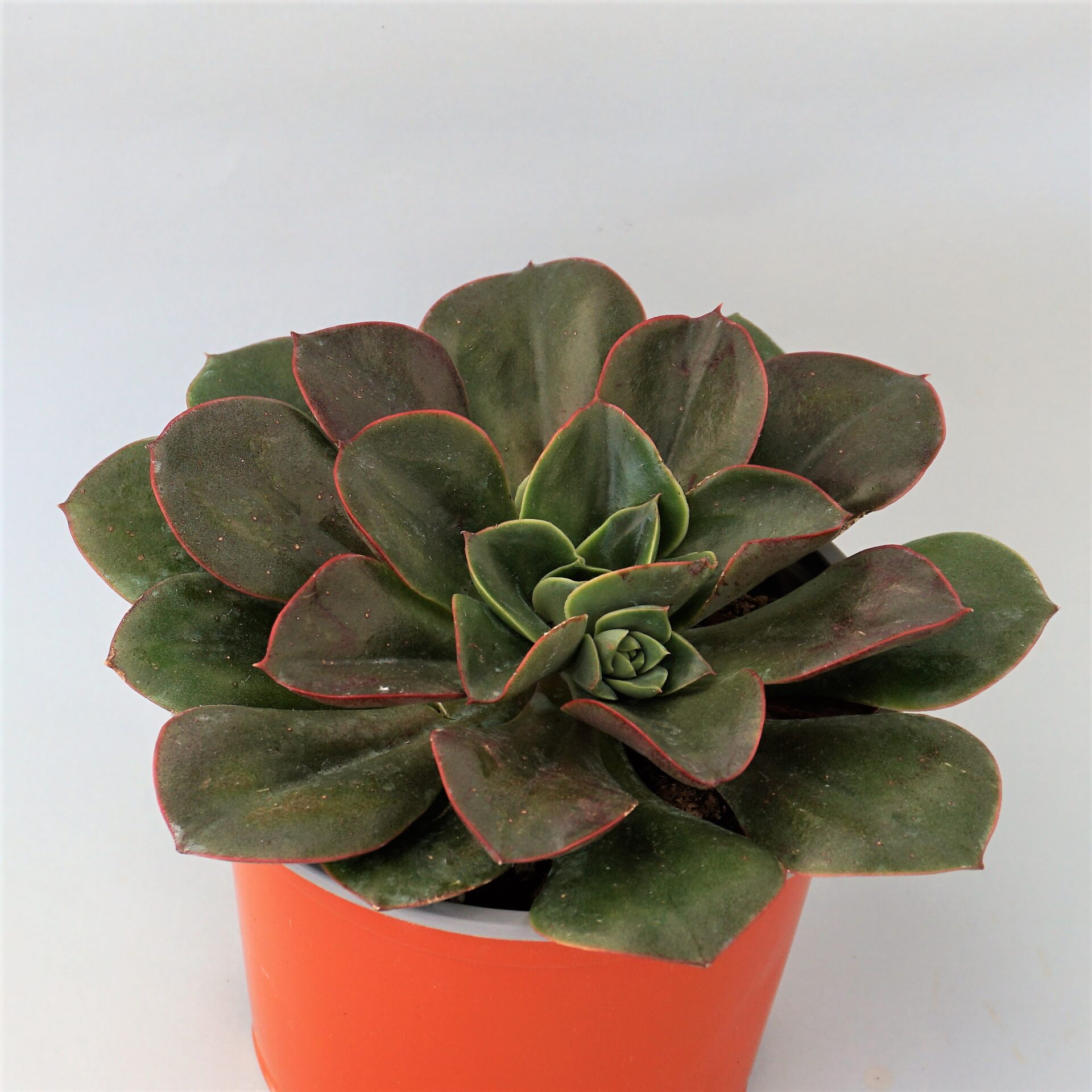 echeveria candy