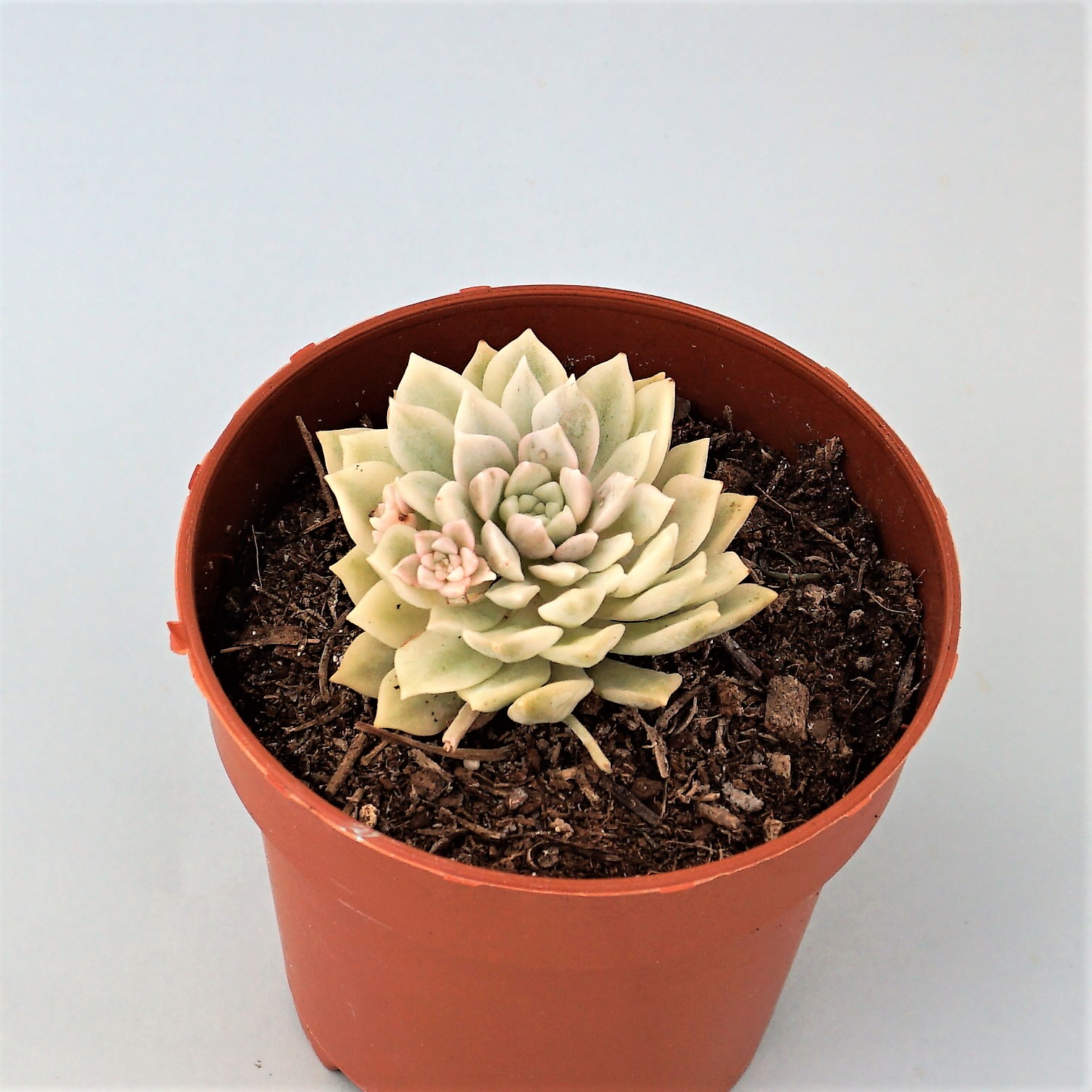 echeveria mebina variegata