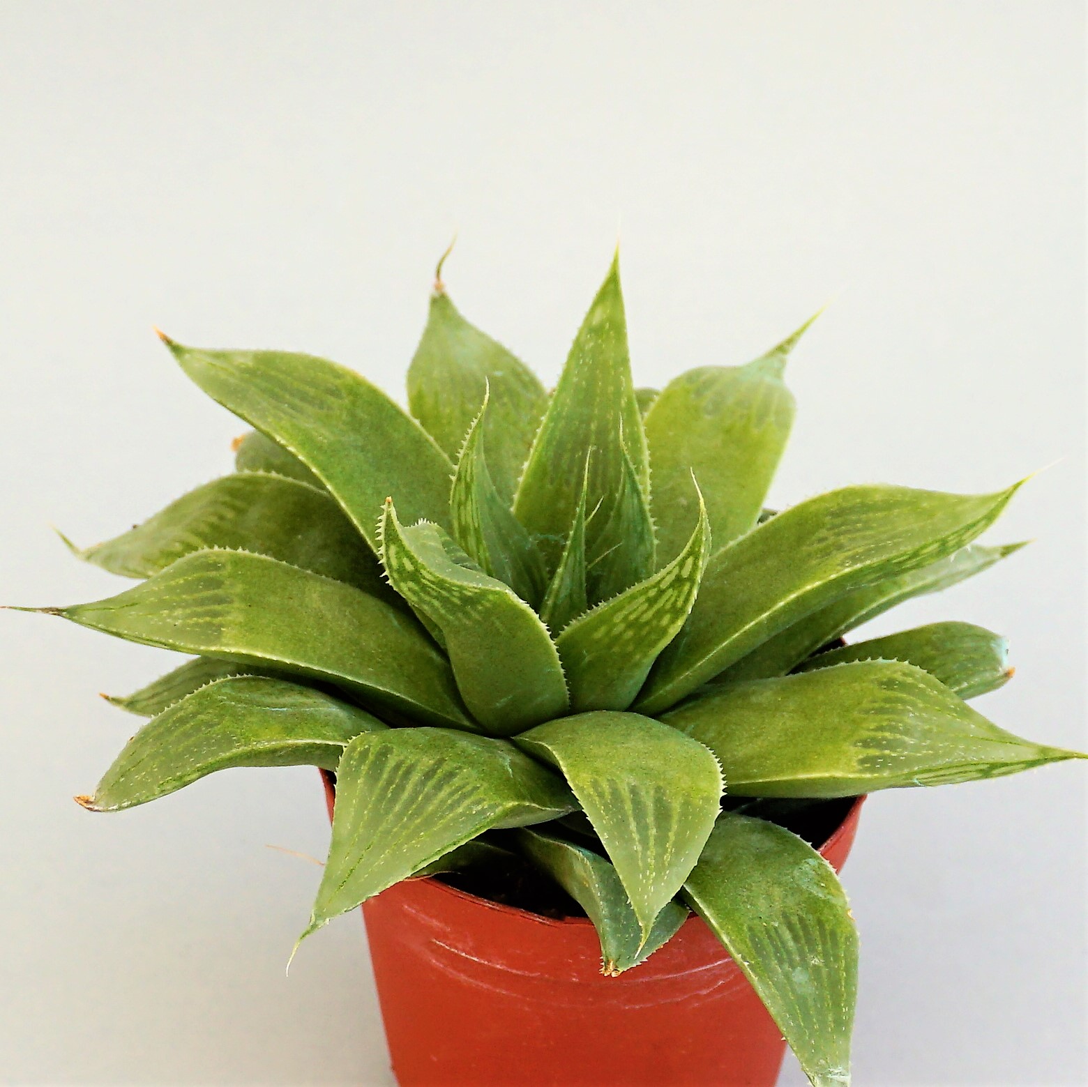 haworthia mirabilis var triebneriana