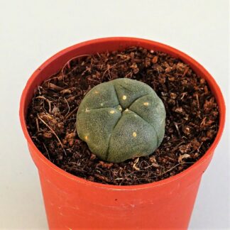 lophophora williamsii
