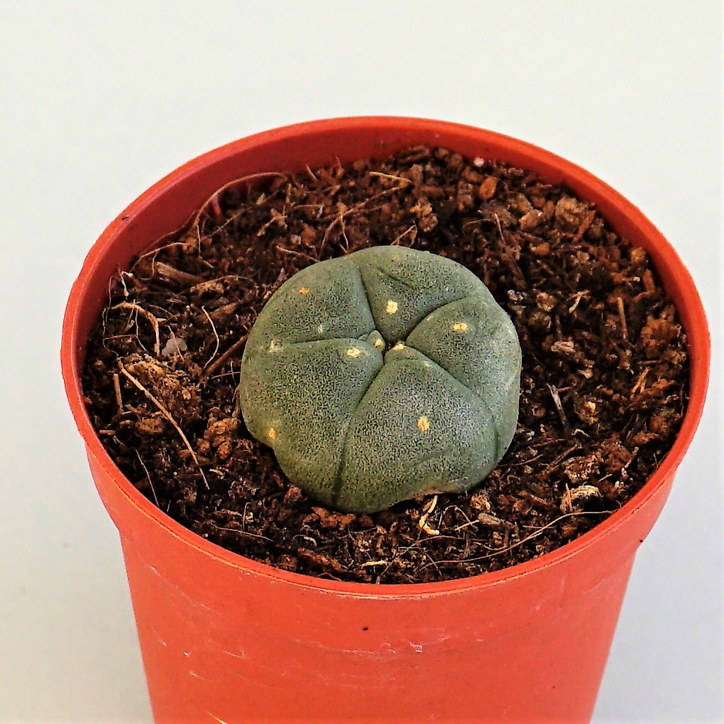 lophophora williamsii