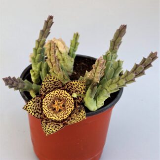 stapelia variegata
