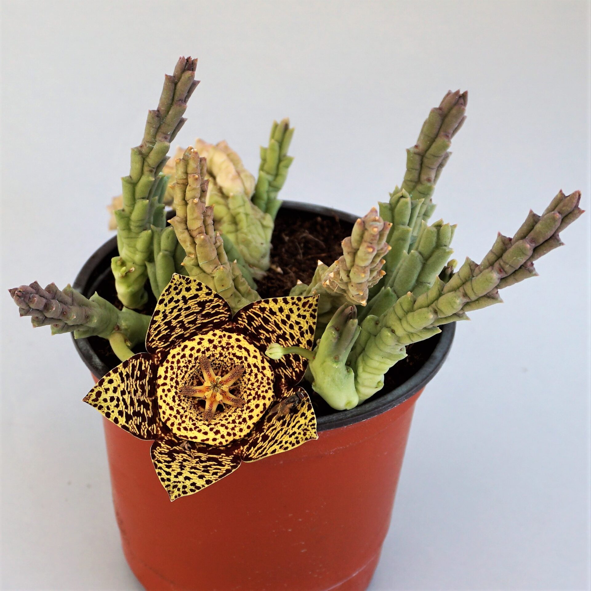 stapelia variegata