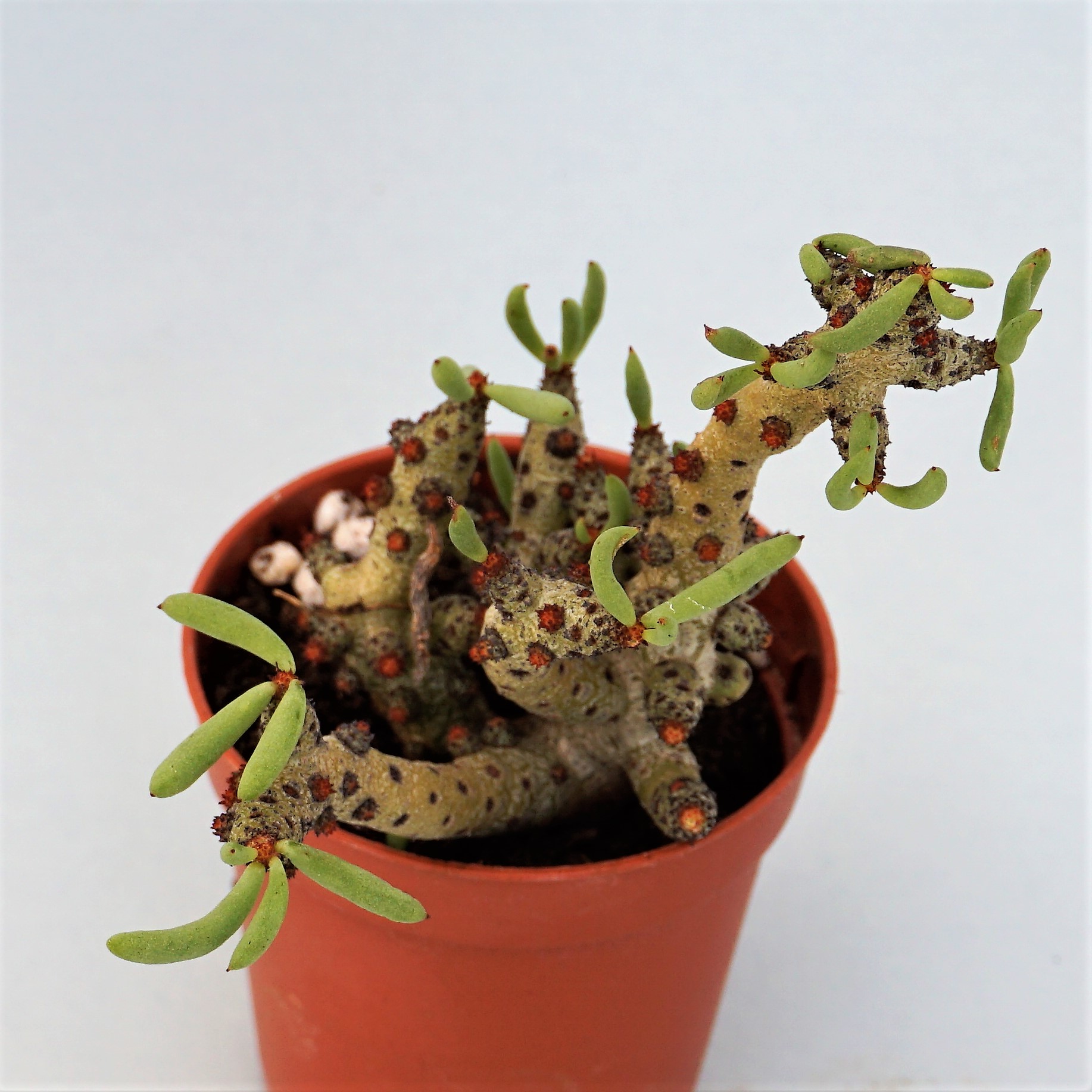 tylecodon bucholzianus