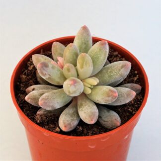 pachyphytum baby fingers