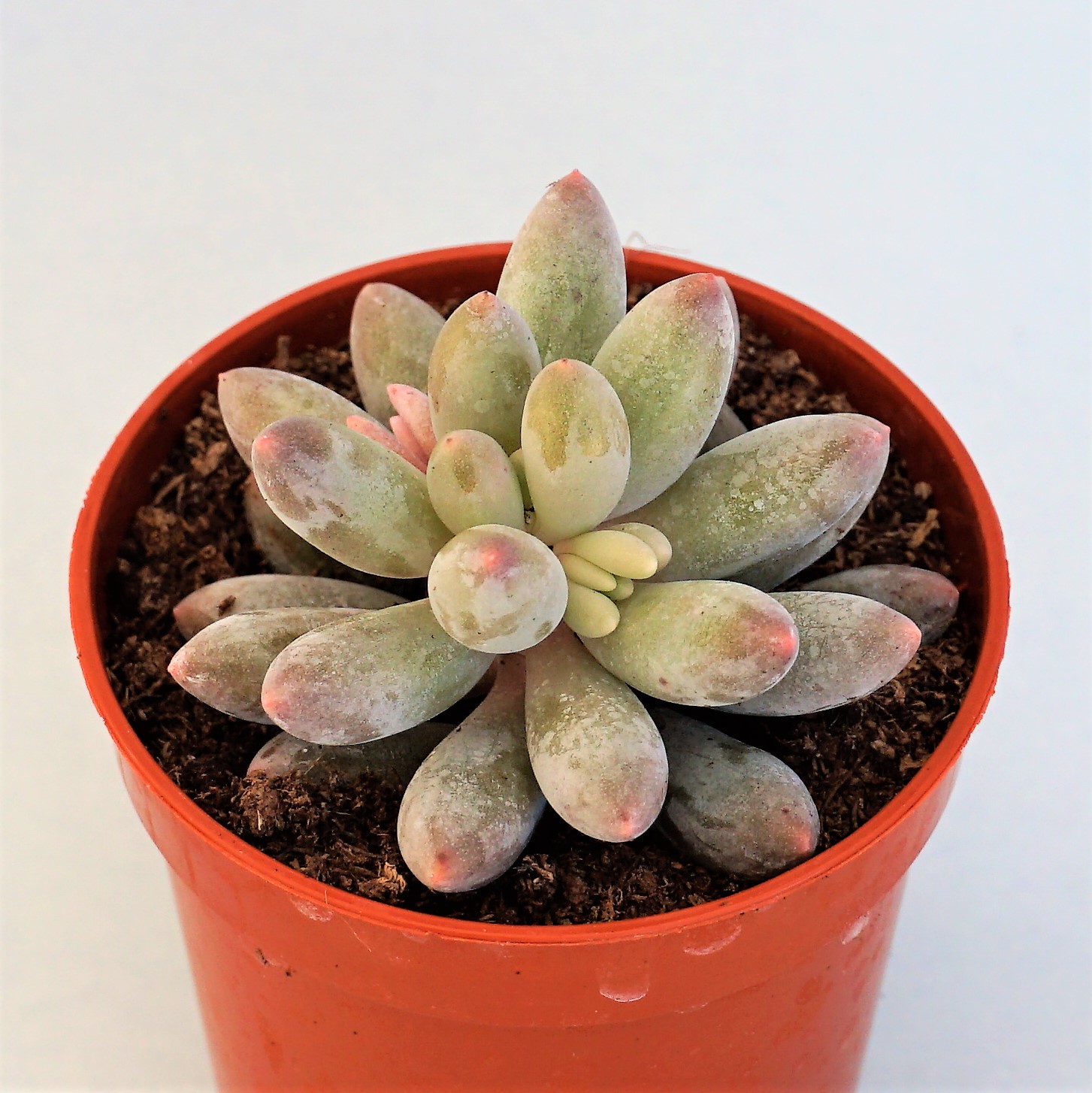 pachyphytum baby fingers