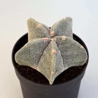 astrophytum myriostigma