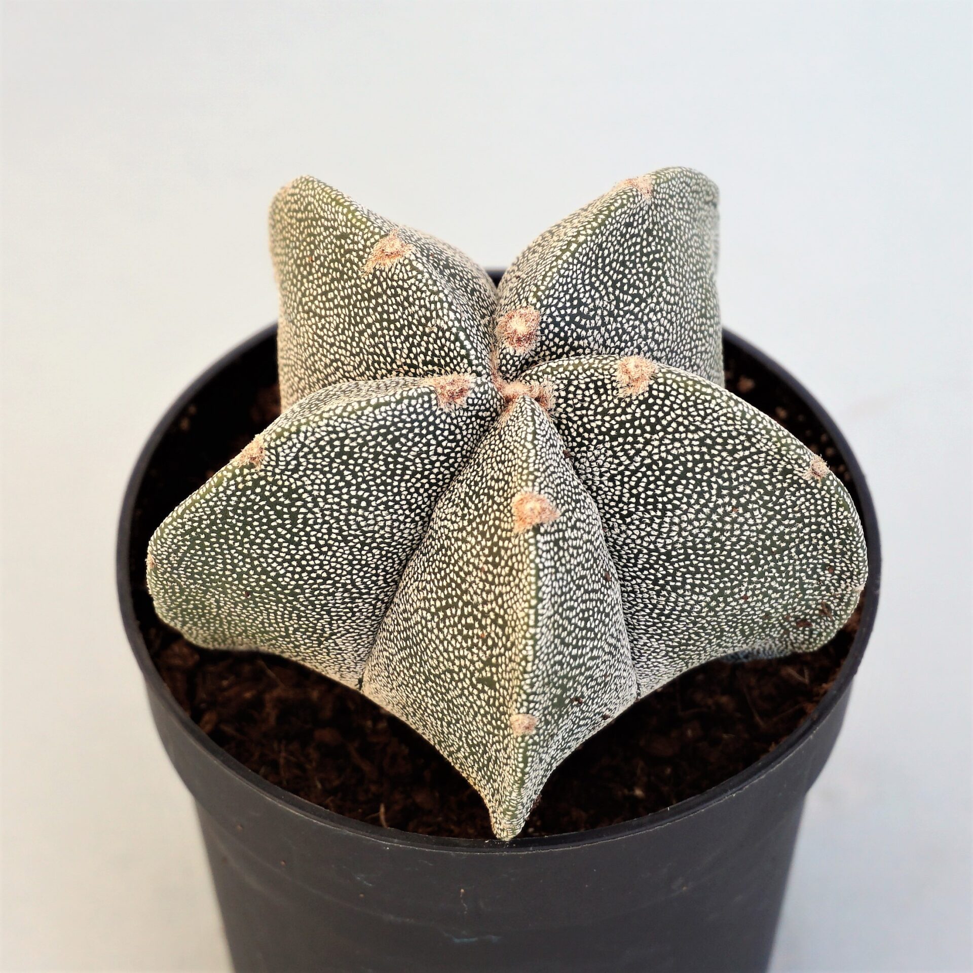 astrophytum myriostigma