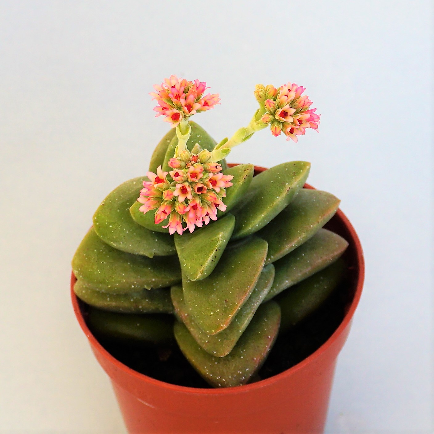 crassula talisman