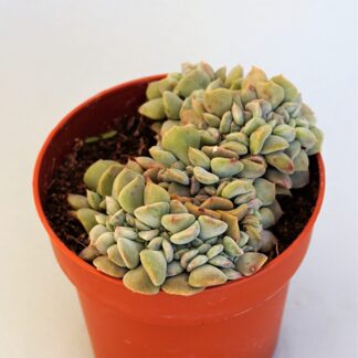echeveria cubic frost cristata