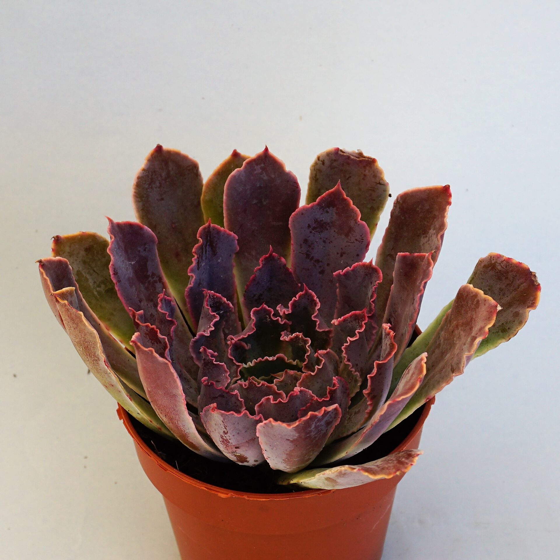 echeveria neon breakers