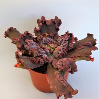 echeveria etna
