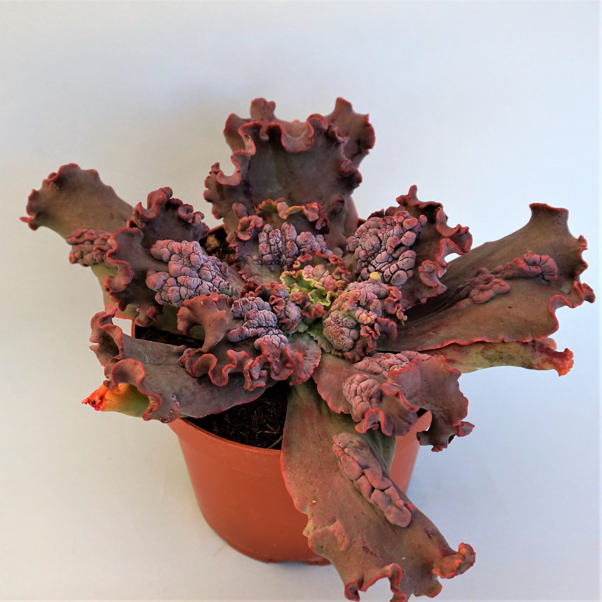 echeveria etna