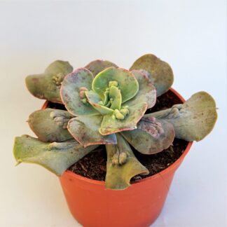 echeveria cameo