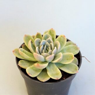 echeveria elegans