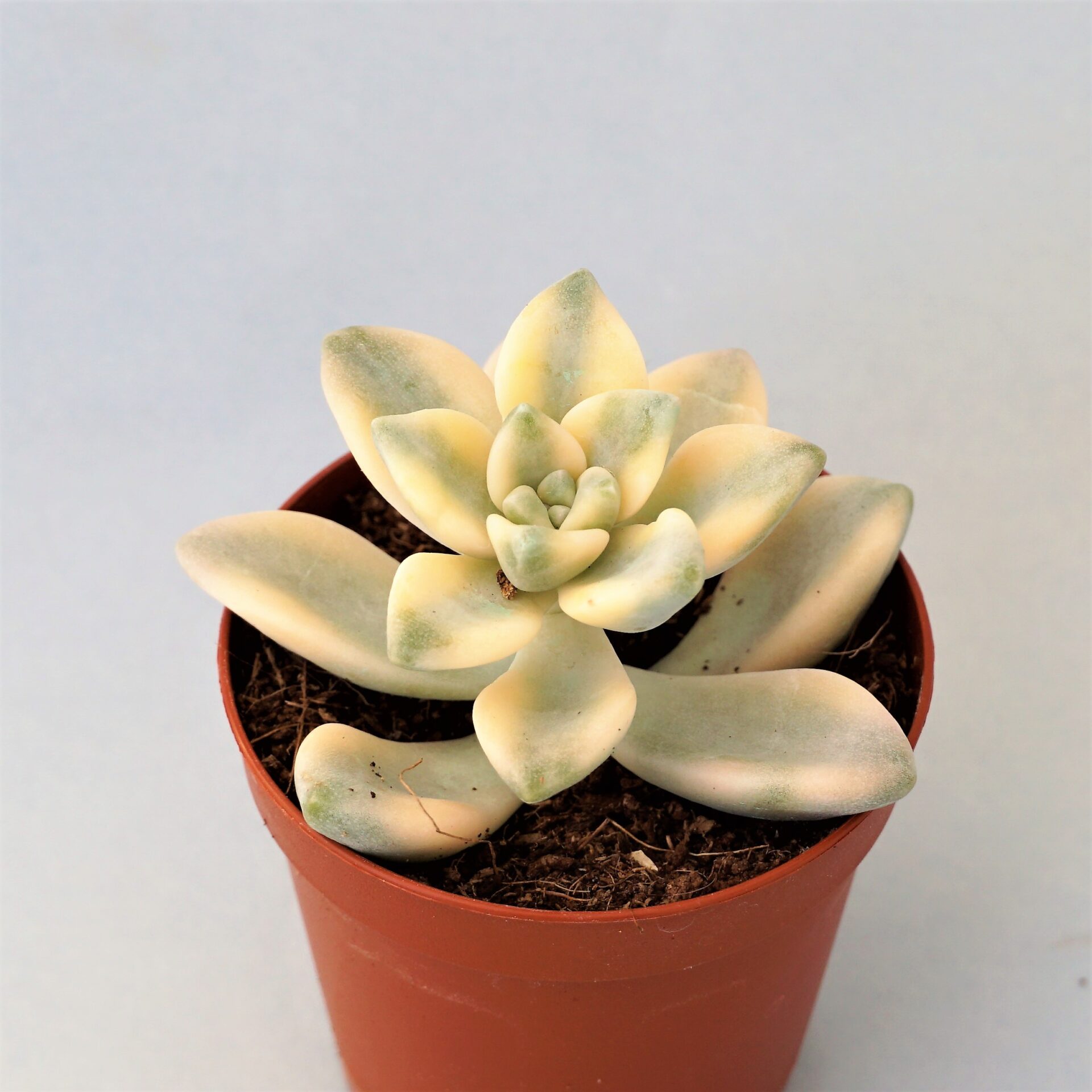 graptoveria titubans variegata