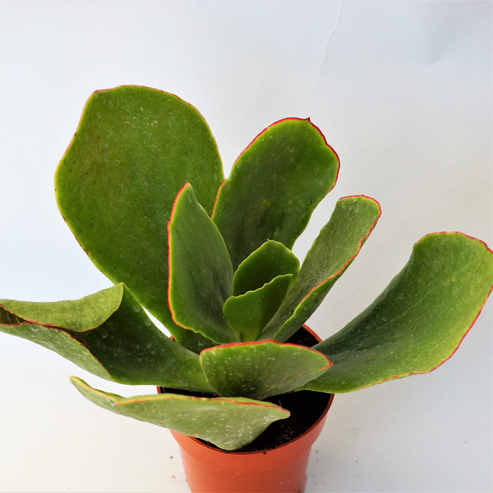 cotyledon macrantha