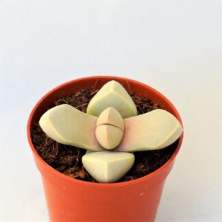 lapidaria margaretae