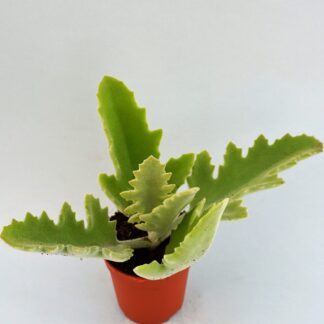 kalanchoe beharensis oreja de elefante