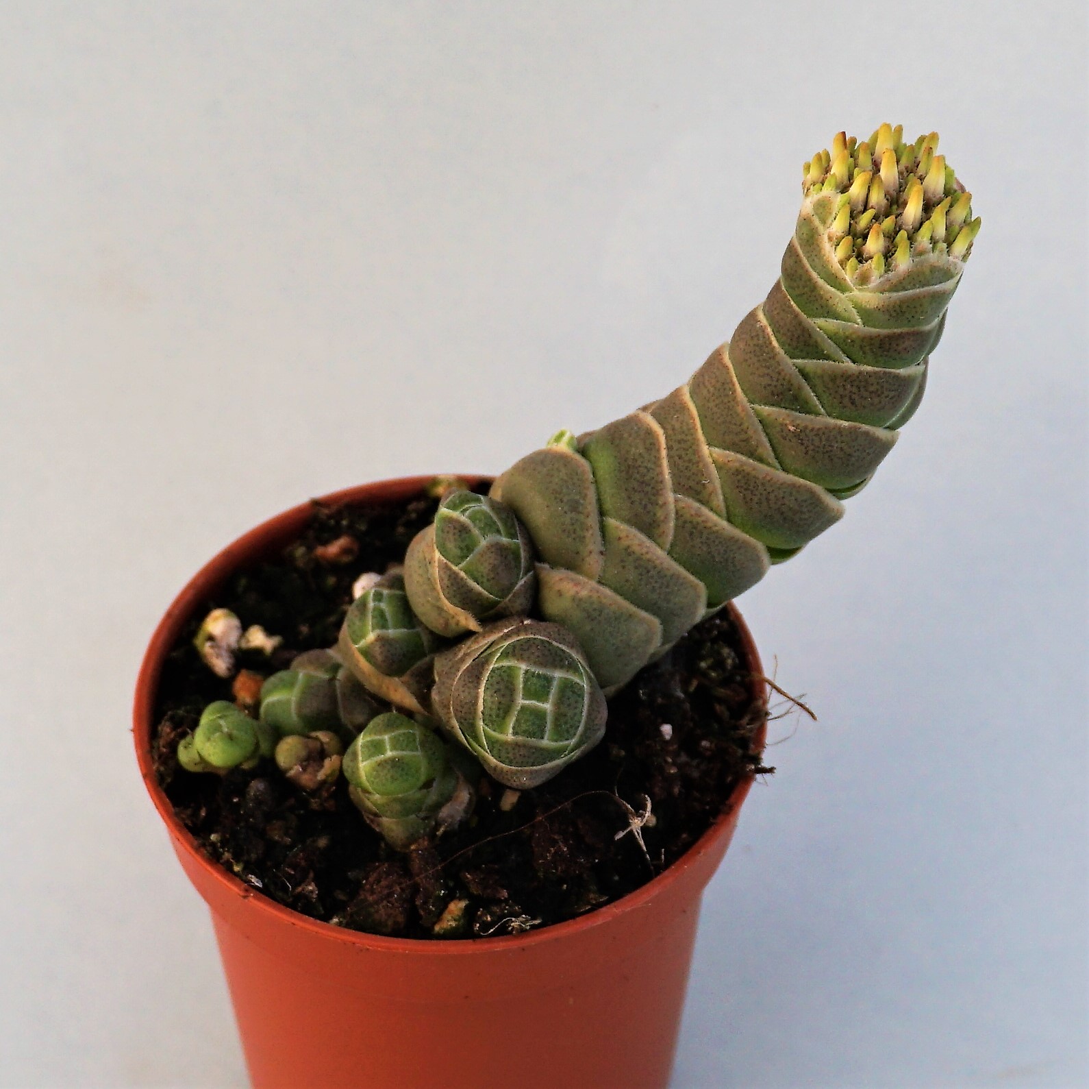 crassula barcklyi