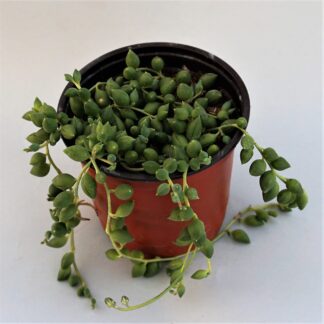 senecio rowleyanus