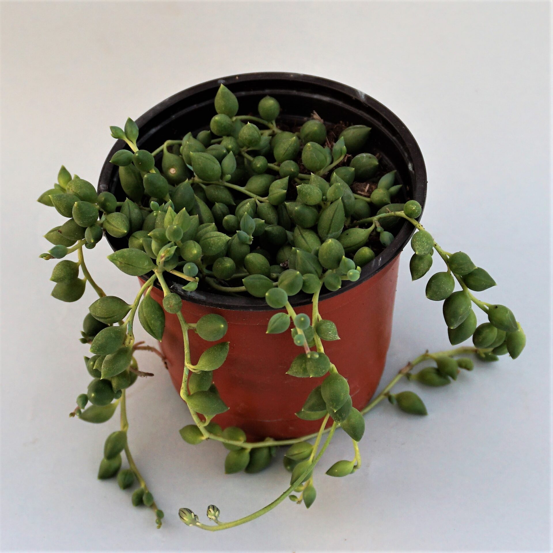 senecio rowleyanus
