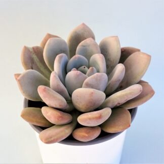 graptoveria opalina