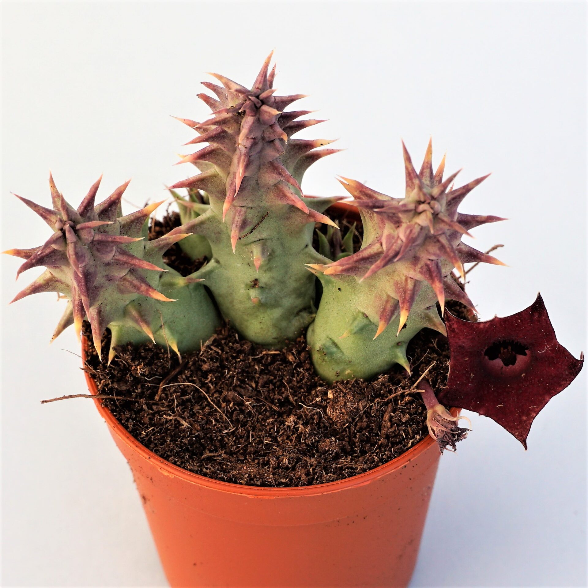huernia macrocarpa