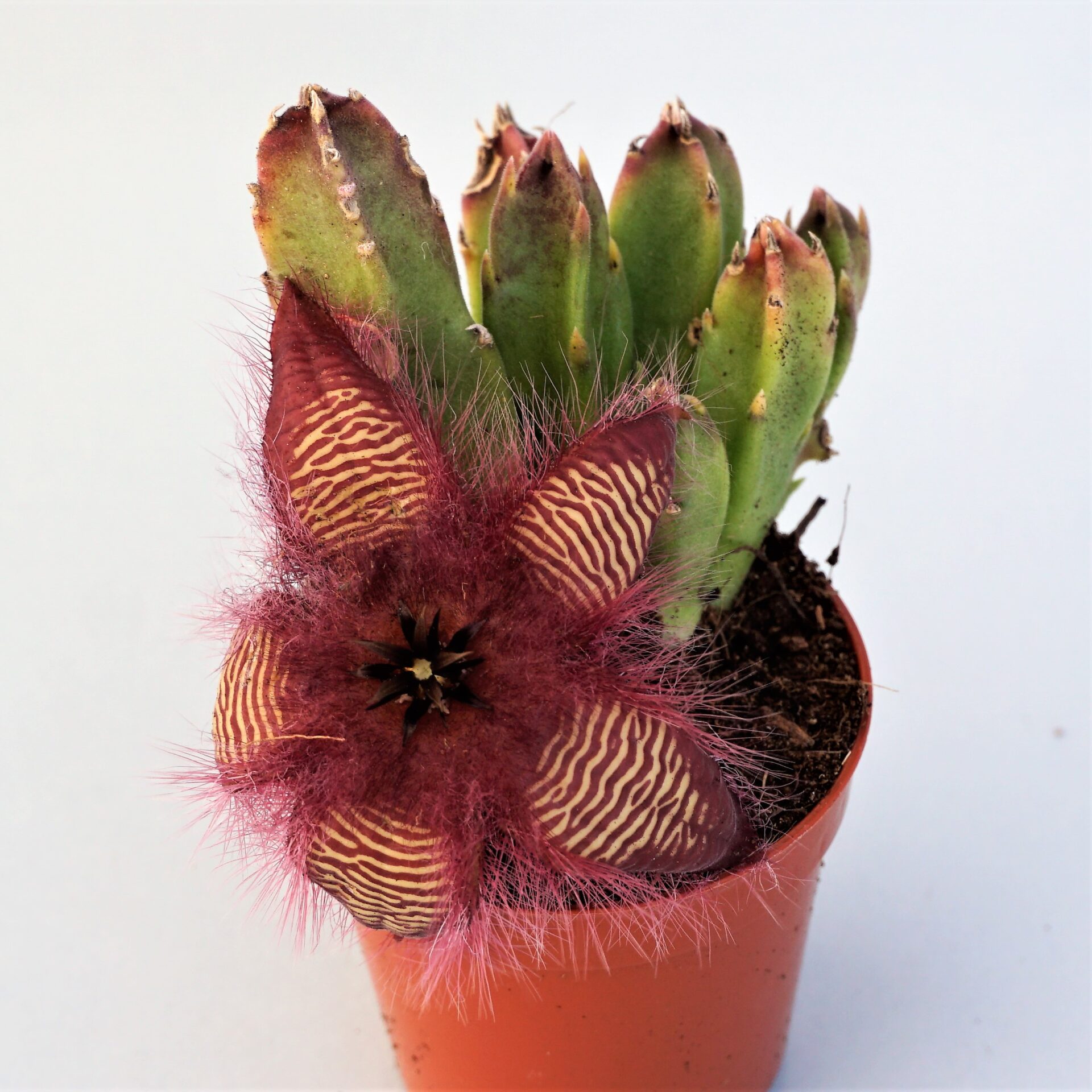 stapelia hirsuta