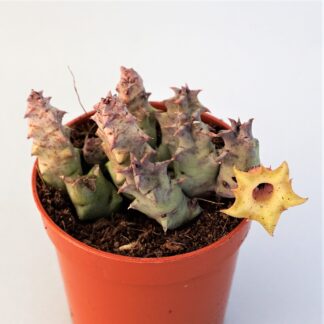 huernia bayeri