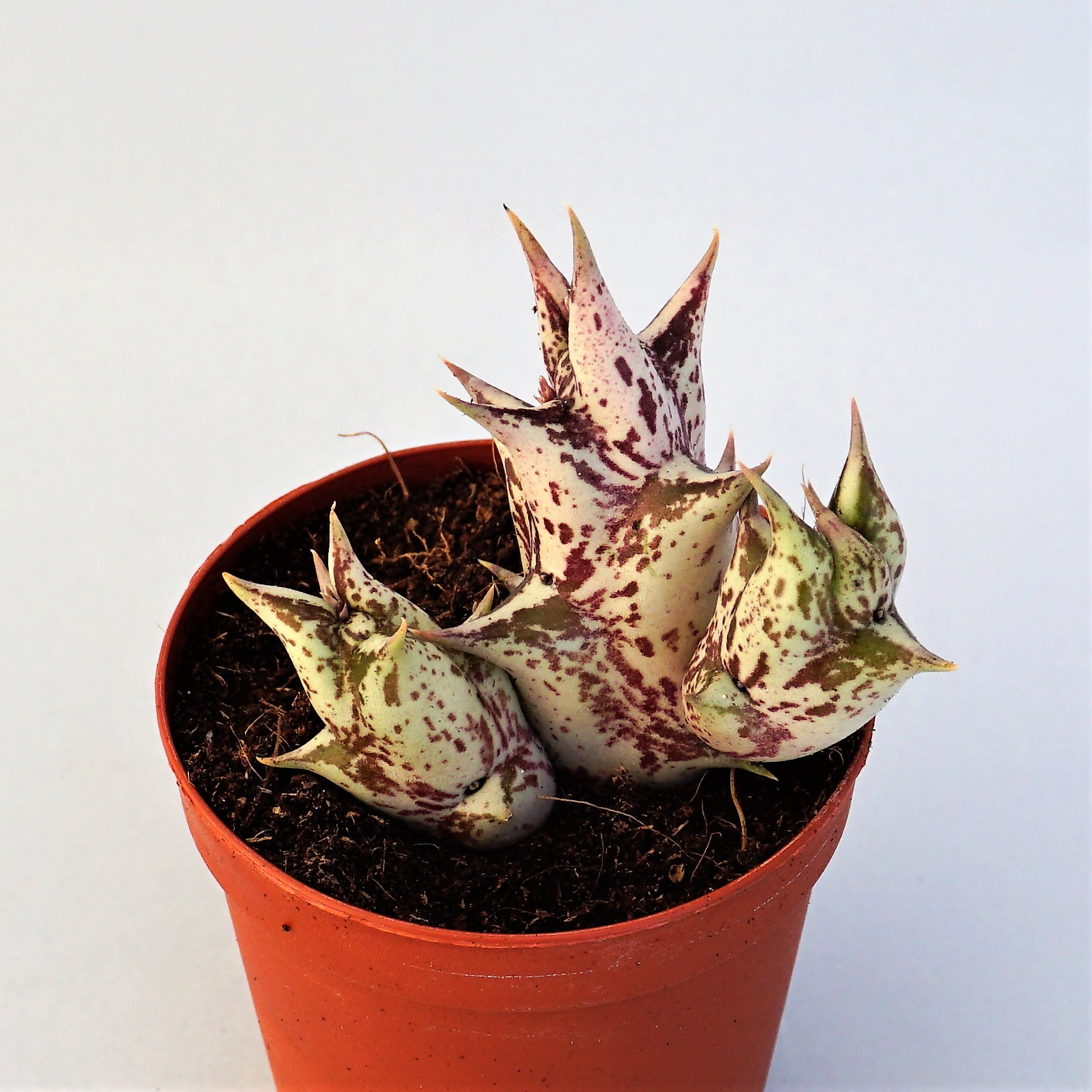 caralluma hesperidum