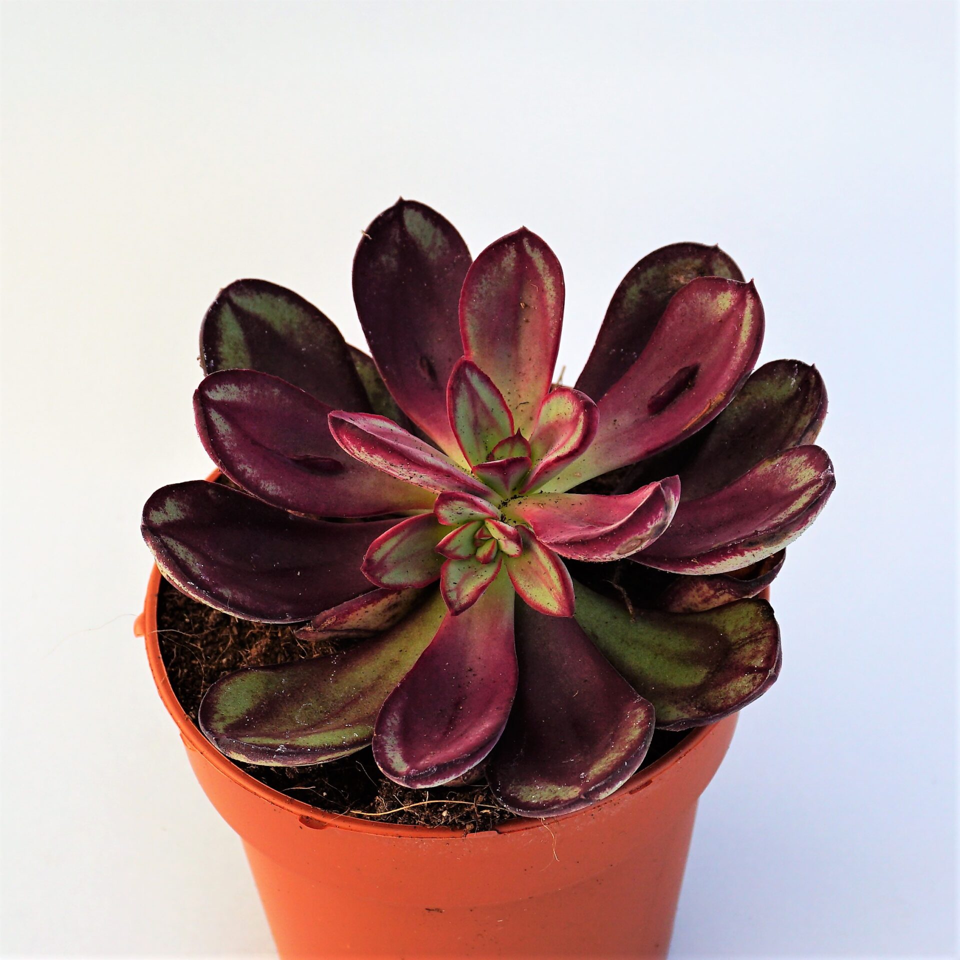 echeveria nodulosa maruba benitsukasa