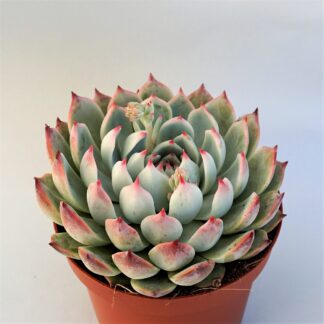 echeveria chihuahuensis