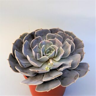 echeveria pollux