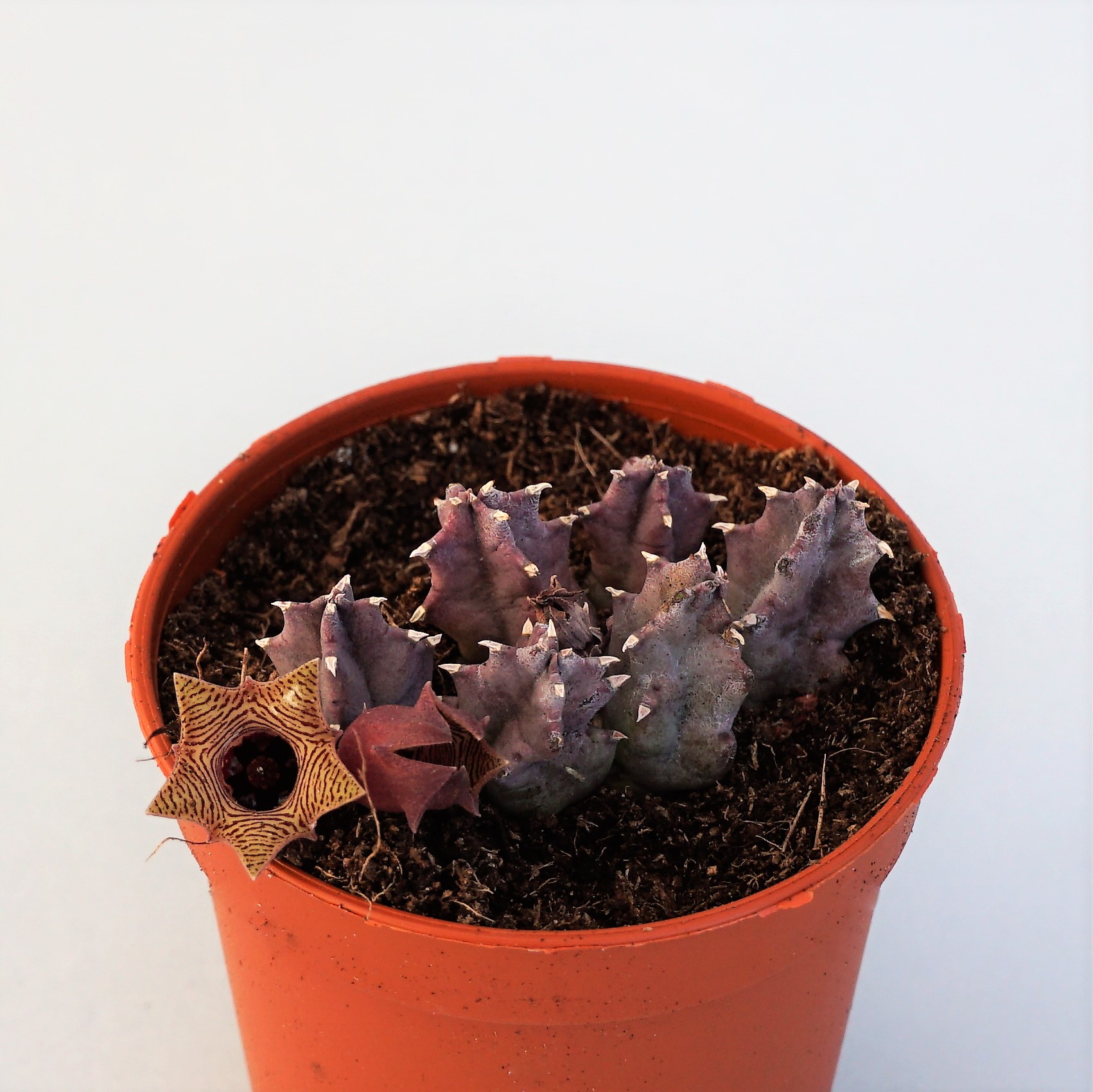 huernia thuretii