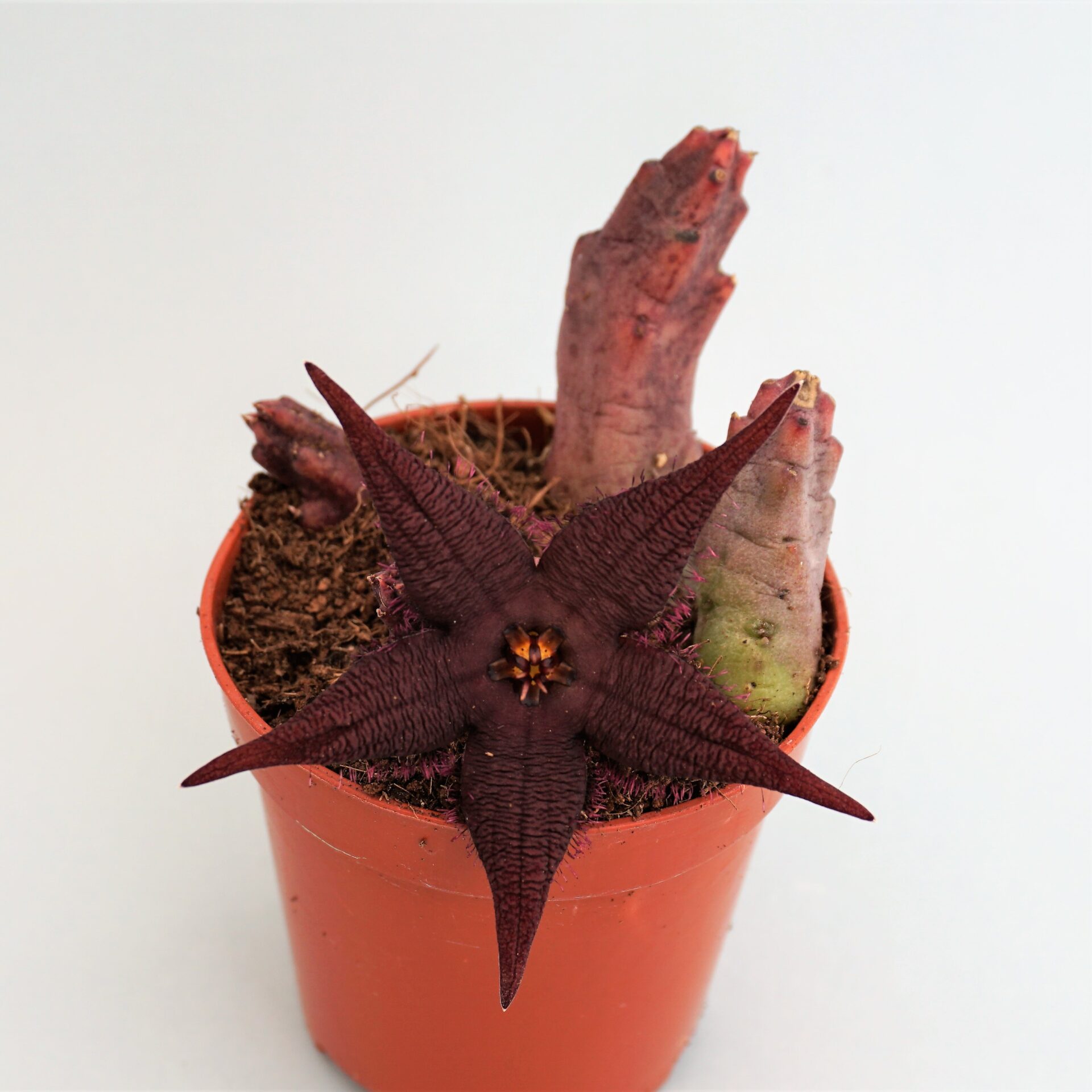 stapelia schinzii
