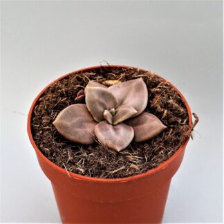 echeveria xichuensis