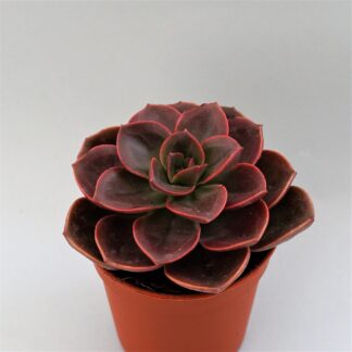echeveria melaco