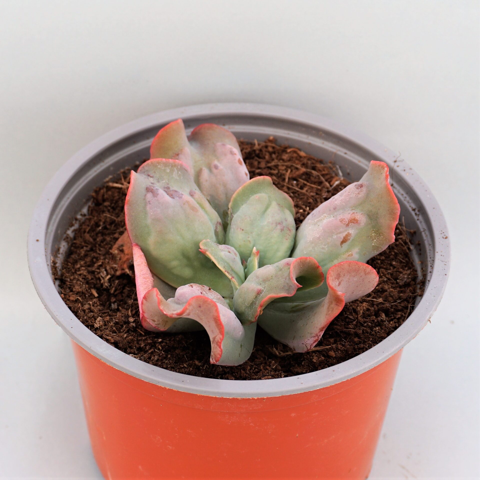 echeveria culibra