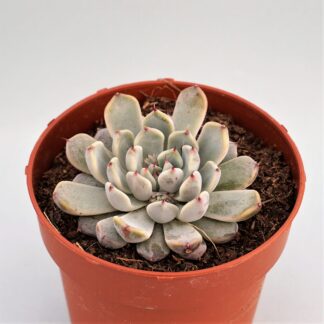 echeveria cuspidata var. zaragozae