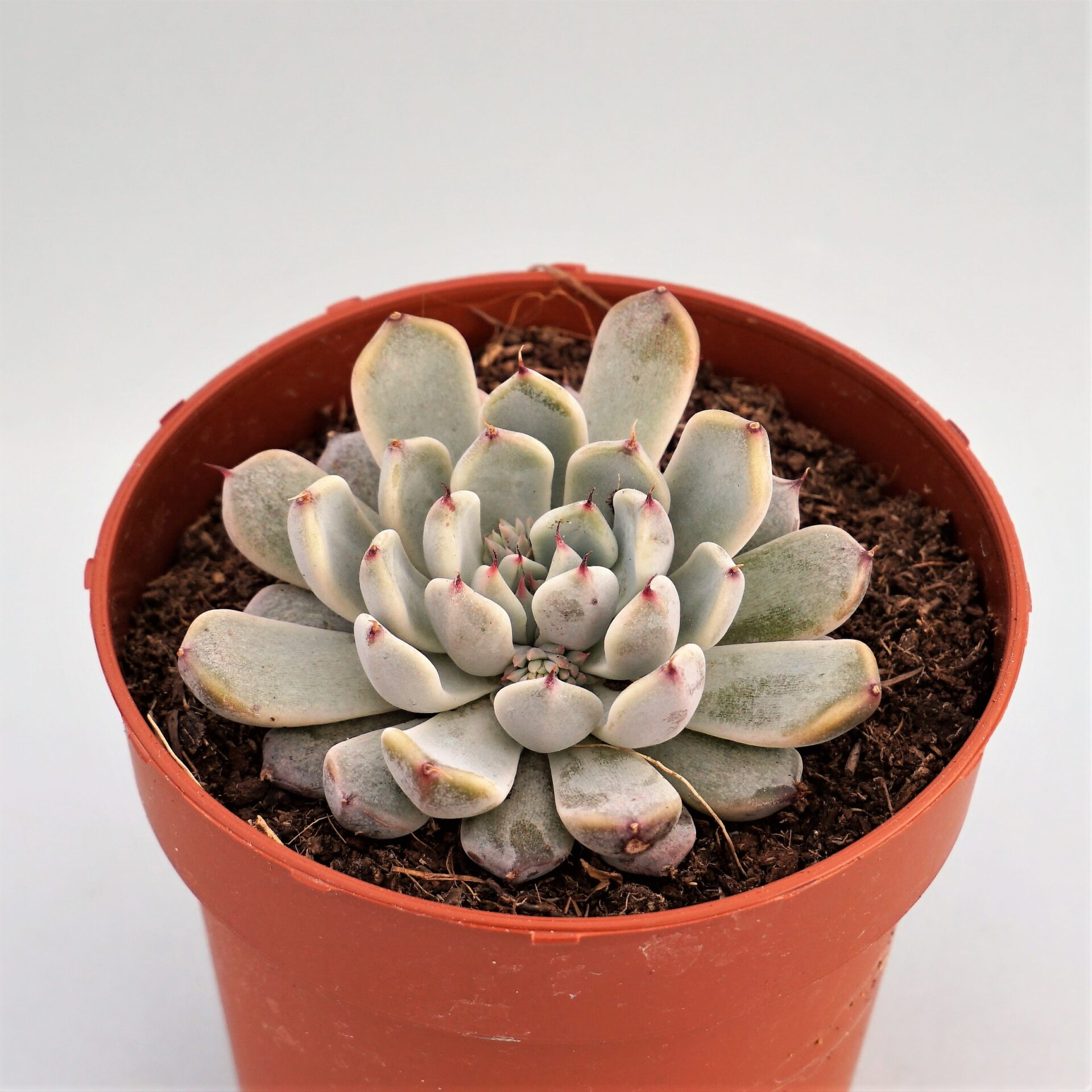 echeveria cuspidata var. zaragozae