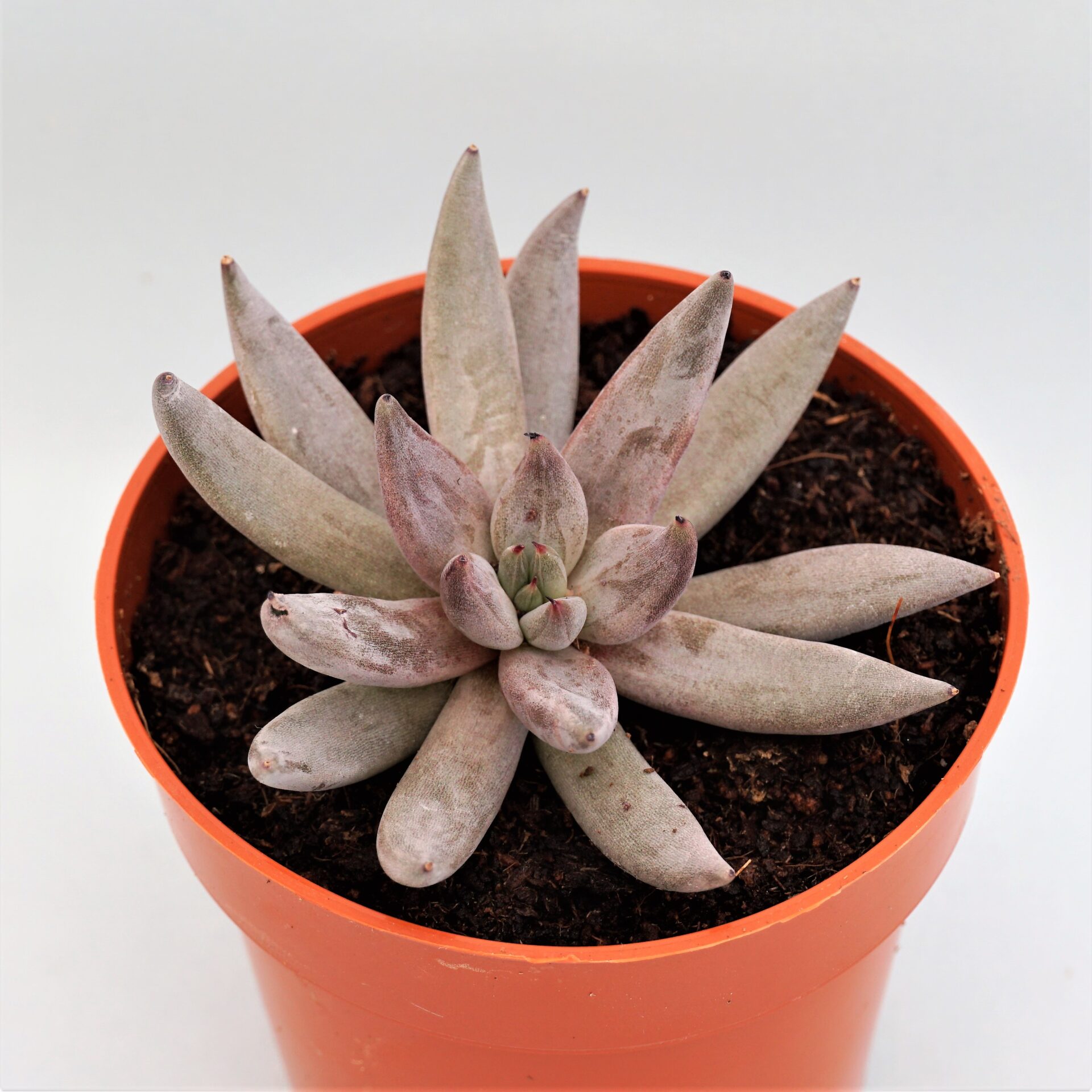 echeveria unguiculata